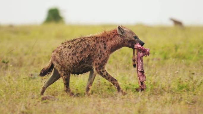 马赛马拉国家保护区的非洲野生动物特写慢动作镜头，鬣狗带着猎物的一部分，寻找遗骸，嘴里含着食物行走