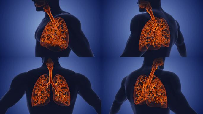呼吸系统和肺部解剖结构