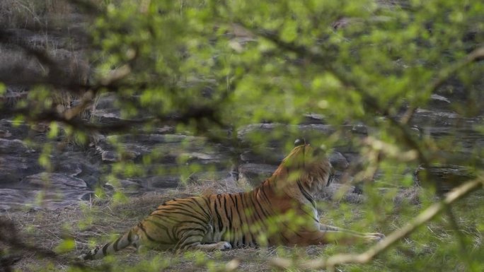 皇家孟加拉虎Panthera Tigris在印度森林里休息的美丽肖像