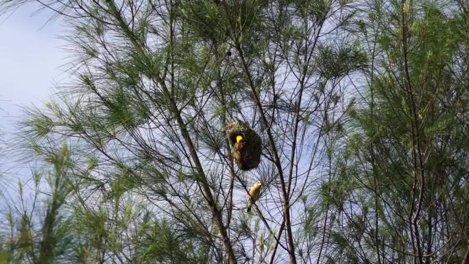 一群织女栖息在树上筑巢