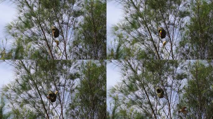 一群织女栖息在树上筑巢