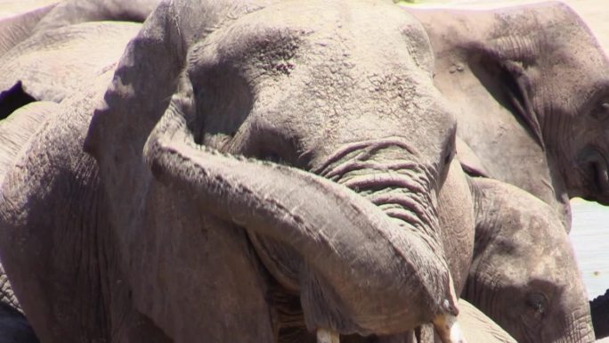 非洲母象的肖像，身上覆盖着干泥。抬起鼻子搔耳朵。背景里有更多的大象。