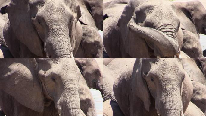 非洲母象的肖像，身上覆盖着干泥。抬起鼻子搔耳朵。背景里有更多的大象。