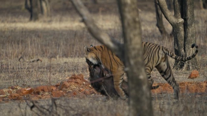 一只野生皇家孟加拉雌虎或底格里斯虎正在追捕野猪并拖着猎物