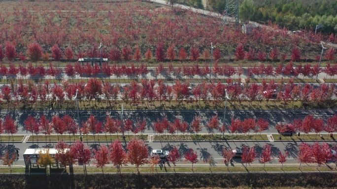 秦皇岛 枫林大道 航拍 4k 原素材