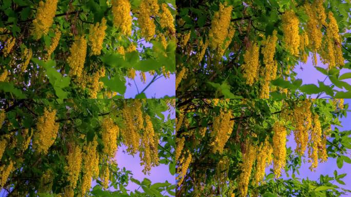 金链花在树上开花-近距离运动的时间流逝