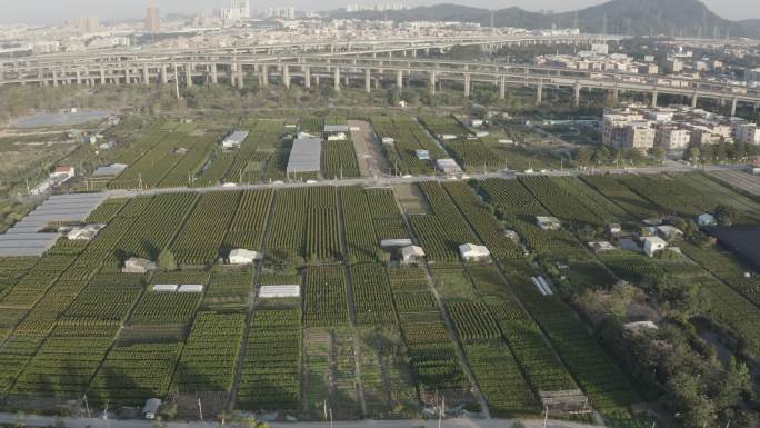 中国广东省广州市番禺区都那村年橘花场