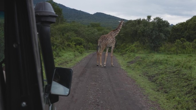 在坦桑尼亚尘土飞扬的道路上，一辆狩猎车向前挪动了几英寸，遇到了一只雄伟的长颈鹿