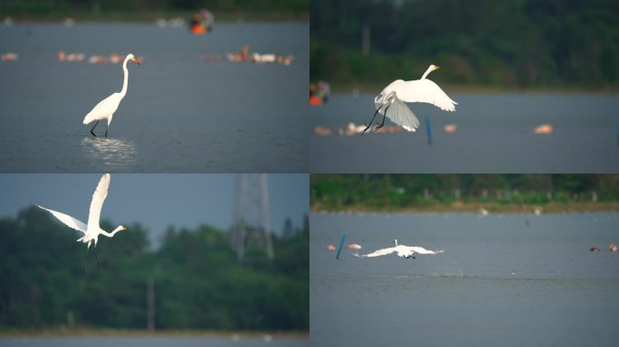 大白鹭水中起飞-升格动画