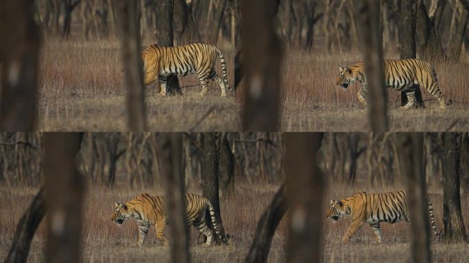 在印度的森林里，一只野生的孟加拉母老虎正在跟踪一头野猪