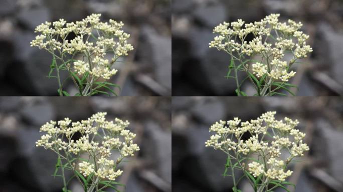 爪哇雪绒花(爪哇雪绒花，爪哇雪绒花，仙鹤花，永不枯萎，永恒的花)。它被称为不朽之花，因为这种花可以存