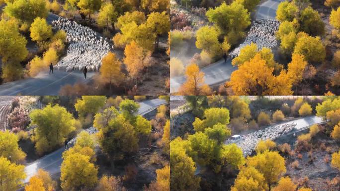 胡杨林里的牧民和羊群 原创4K