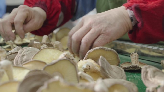 精心准备：新鲜蘑菇的手工整理过程