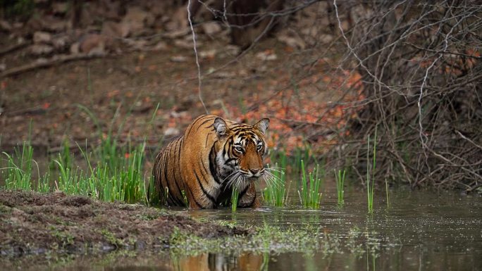 一只野生美丽的皇家孟加拉雌虎Panthera Tigris在印度森林的一个水池里游泳