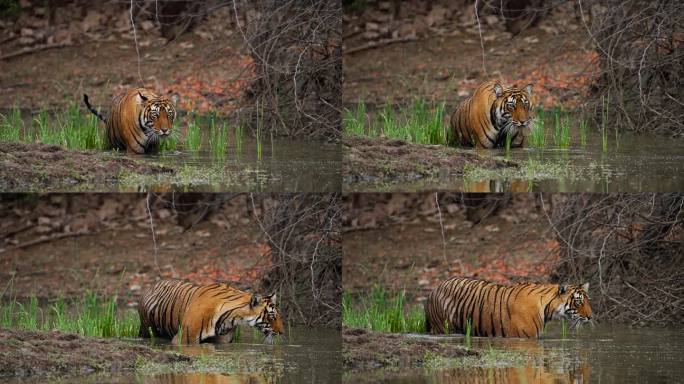 一只野生美丽的皇家孟加拉雌虎Panthera Tigris在印度森林的一个水池里游泳