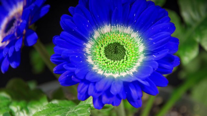 蓝色非洲菊开放花与绿色插入在黑色背景上的延时。两个深蓝色的雏菊生长和盛开的时间