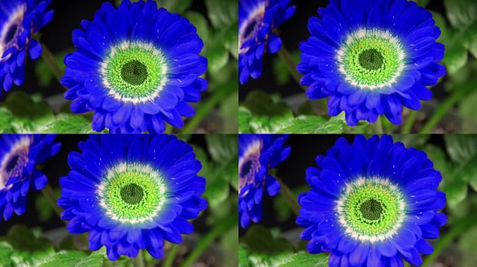 蓝色非洲菊开放花与绿色插入在黑色背景上的延时。两个深蓝色的雏菊生长和盛开的时间