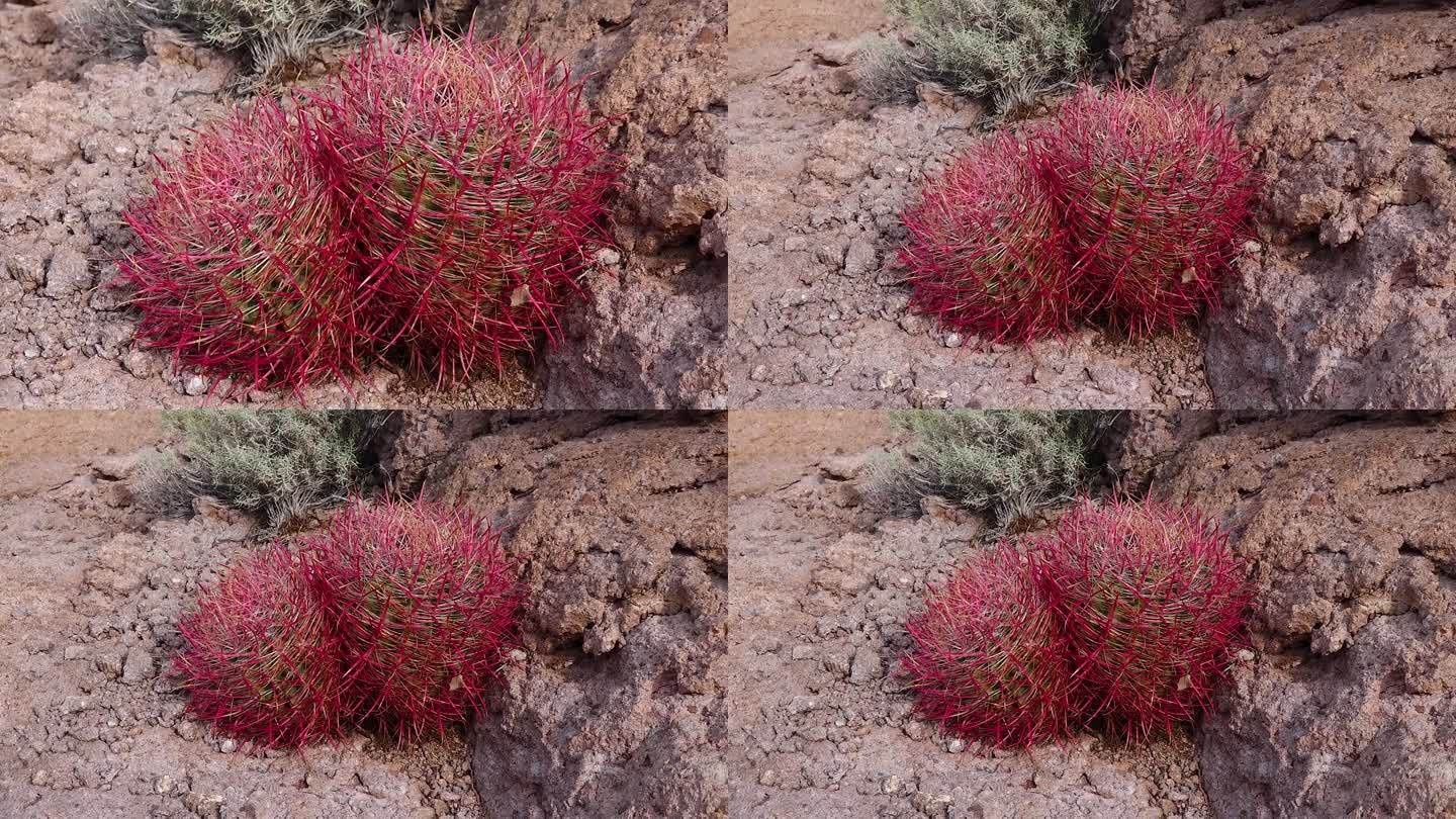 亚利桑那州的仙人掌。加州桶形仙人掌，圆锥形桶形仙人掌(Ferocactus aceus)，仙人掌生长