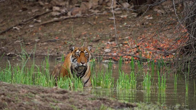 一只野生美丽的皇家孟加拉雌虎Panthera Tigris在印度森林的一个水池里游泳