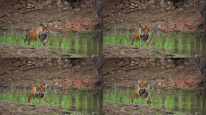 一只野生美丽的皇家孟加拉雌虎Panthera Tigris在印度森林的一个水池里游泳
