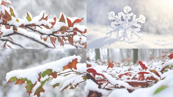 雪景  树叶 小草 雪花