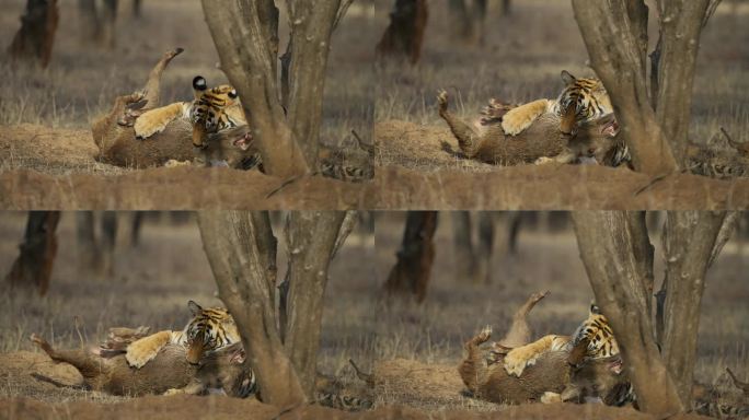 一只野生皇家孟加拉雌虎或底格里斯虎正在追捕野猪并拖着猎物