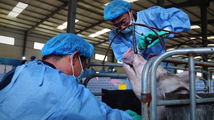 动物疫病防控养殖中心动物检疫鸡瘟猪瘟
