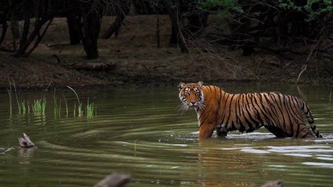 一只野生美丽的皇家孟加拉雌虎Panthera Tigris在印度森林的一个水池里游泳