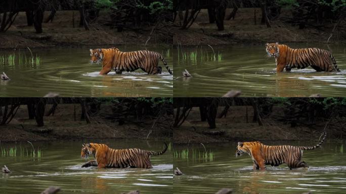 一只野生美丽的皇家孟加拉雌虎Panthera Tigris在印度森林的一个水池里游泳