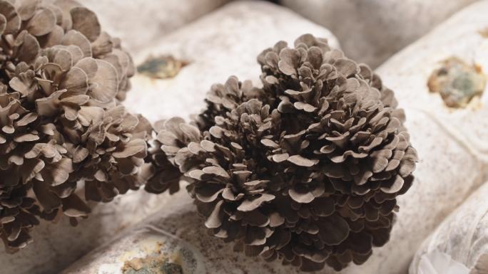 菌王繁育：珍稀香菇生长过程实录