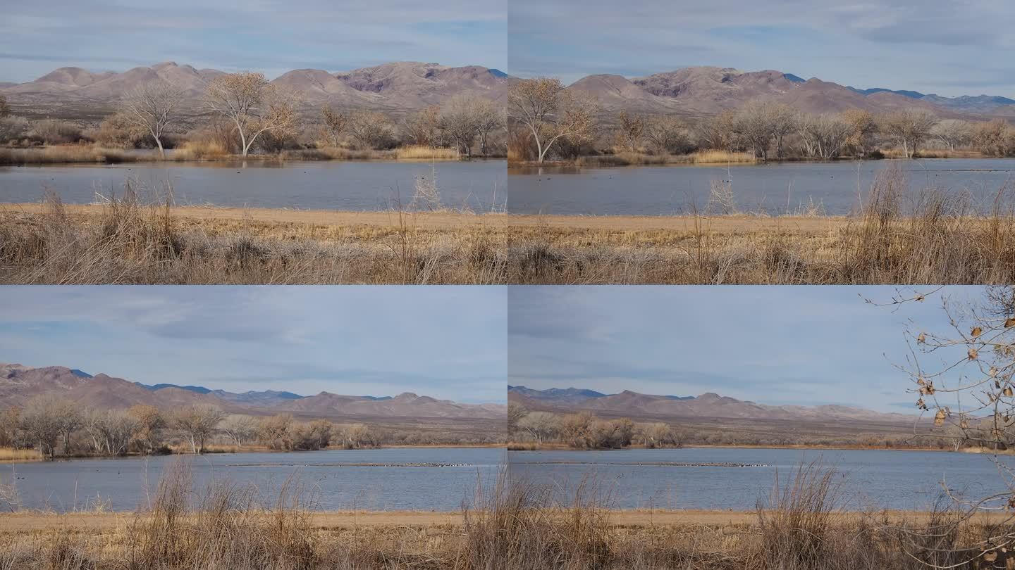 金秋湿地候鸟栖息动态大场景