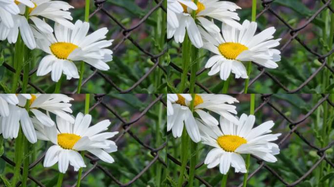 白色雏菊在铁链栅栏的背景上。花圃。