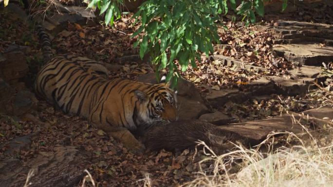 一只野生皇家孟加拉雌虎正在吃野猪的猎物