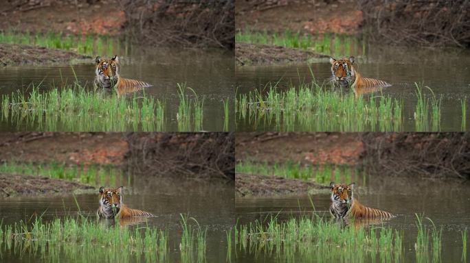 一只野生美丽的皇家孟加拉雌虎Panthera Tigris在印度森林的一个水池里游泳