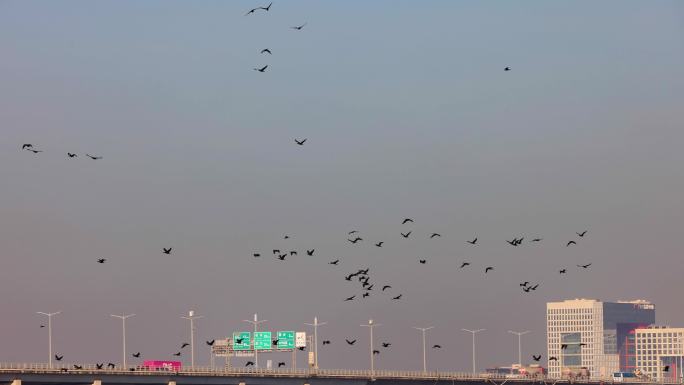 飞鸟飞翔天空翱翔