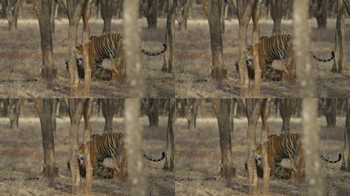 一只野生皇家孟加拉雌虎或底格里斯虎正在追捕野猪并拖着猎物