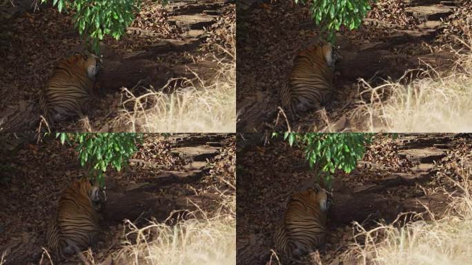 一只野生皇家孟加拉雌虎正在吃野猪的猎物