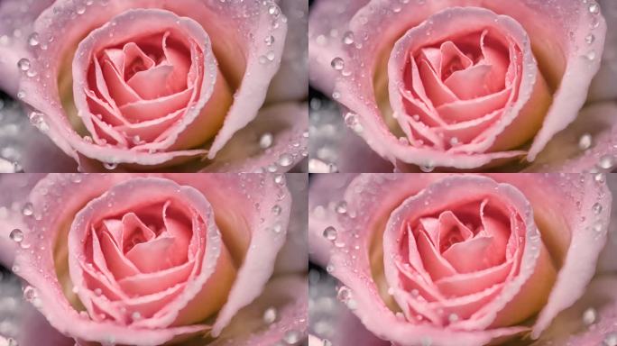 玫瑰花 广告 月季 花 唯美 美丽 玫瑰