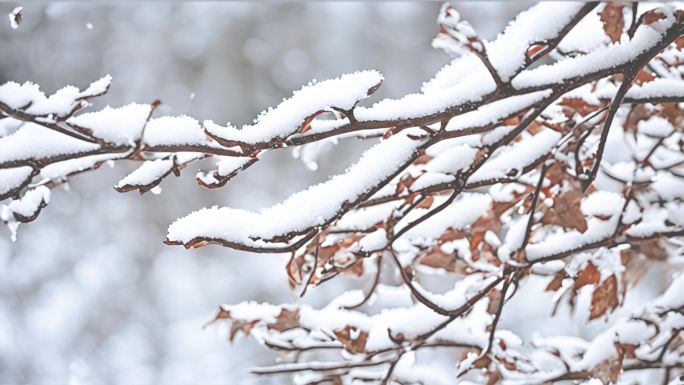 雪景  树叶覆盖雪 小草