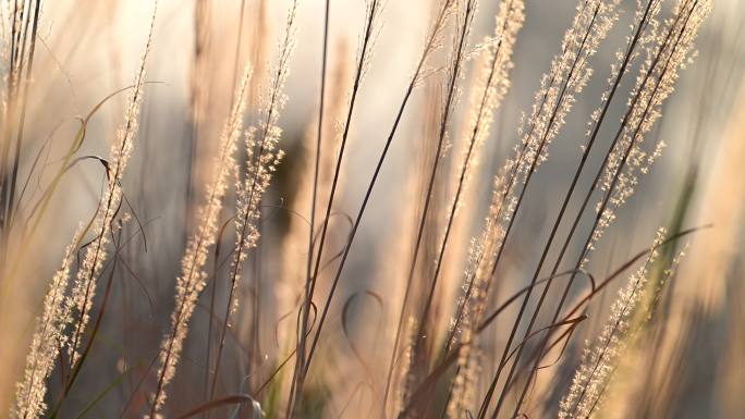 夕阳下的芭茅花