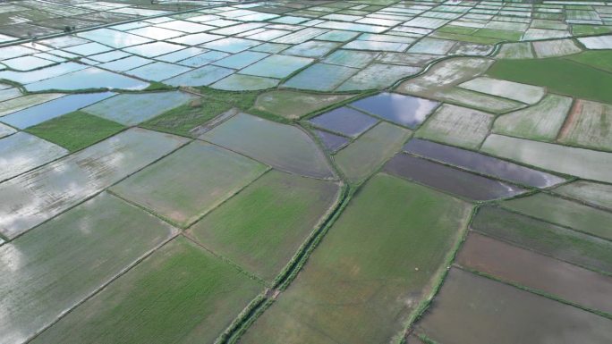 水淹农业稻田播种，传统水稻栽培方法，田间形态各异，航拍