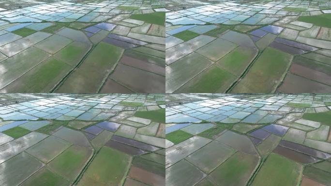水淹农业稻田播种，传统水稻栽培方法，田间形态各异，航拍