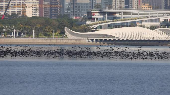 深圳前海欢乐港湾湾区之光