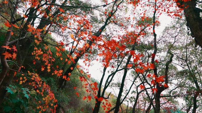 宁波保国寺内的红色枫叶林