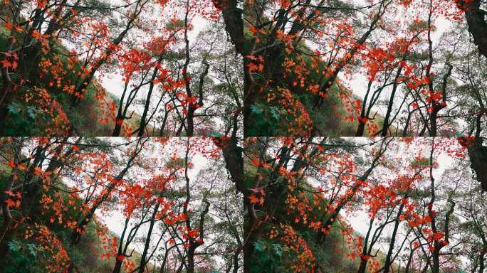 宁波保国寺内的红色枫叶林