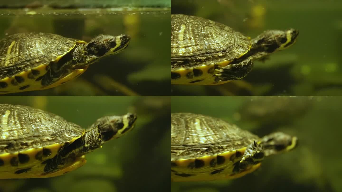 绿龟在水下游泳，条纹中国龟。