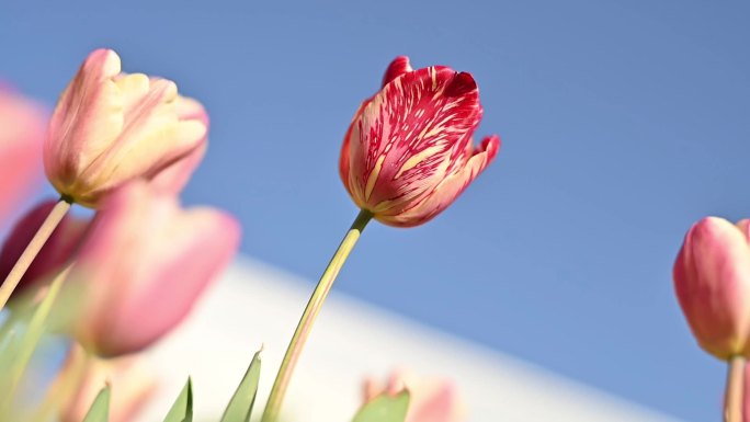 昆明的郁金香花海2