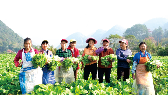 蔬菜 高山蔬菜