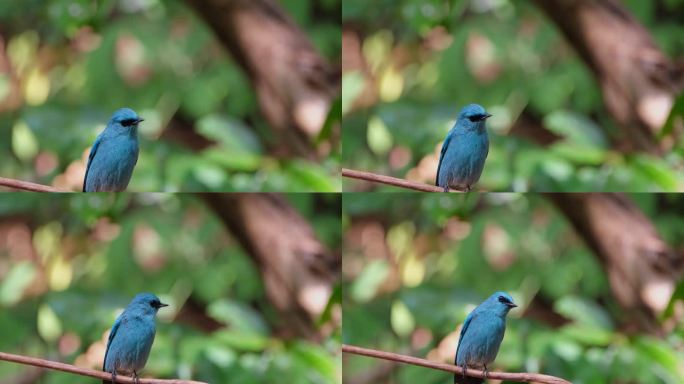 镜头拉远并向左滑动，这只美丽的蓝鸟在藤蔓上，泰国的Verditer Flycatcher Eumyi