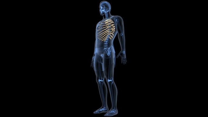 人类骨骼头骨，髌骨，胫骨，桡骨，尺骨，膝关节，肱骨和腕骨解剖。三维演示